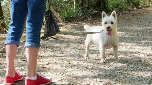 A visitor taking their dog for a walk